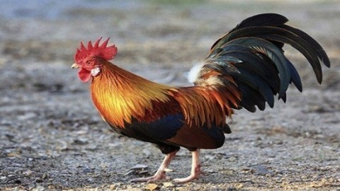 Hình ảnh con gà trong ca dao tục ngữ Việt Nam